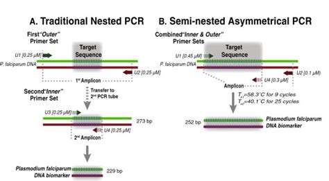 nested pcr notes